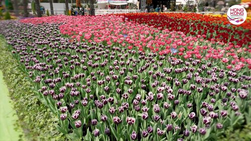 Glorious blossoms in full bloom! The Hong Kong Flower Show 2026 (Mar 20-29) is captivating visitors to Victoria Park, with about 400,000 flowers on display. Under the enchanting theme “A Fragrant Journey through Hong Kong”, this year's show celebrates spring with the elegant https://t.co/yRmpxuR6KA