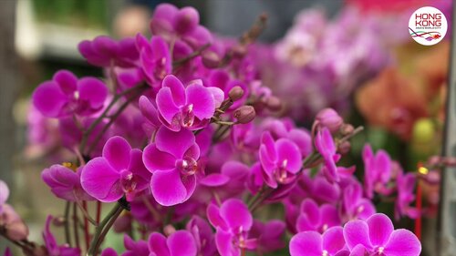 Prepare to enter the #YearoftheHorse next Tuesday (Feb 17)! See how Hong Kong is gearing up to welcome the Lunar New Year with festive displays and traditions to ensure a happy, healthy and prosperous year ahead. From flower markets and handcrafted lanterns to the lively Lunar https://t.co/dFmJryOQli