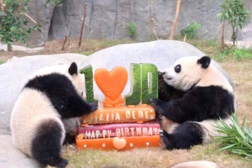 Happy Birthday to Jia Jia and De De!🎉🐼 See how Hong Kong's famous home-grown giant panda twins celebrated their first birthday at their Ocean Park home today (Aug 15).🎂 From enjoying scrumptious cake to soaking up the birthday love from their many fans, the celebrity siblings sure had a "pandastic" time. Three cheers to the adorable duo and their superstar mom, Ying Ying! Let's make a birthday wish for more love, laughter, and panda hugs.❤️  #hongkong #brandhongkong #asiasworldcity #oceanpark #giantpanda #jiajia #dede