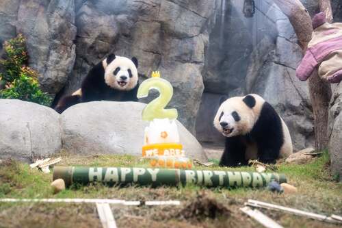 Hong Kong’s favourite panda duo turned two last Saturday (Aug 15) and the celebration was absolutely pawsome! 🎂 A crowd of panda fans gathered at Giant Panda Adventure at Ocean Park to shower the birthday twins with love. 🐼Elder Sister Jia Jia and Little Brother De De enjoyed a custom ice cake and special themed enrichment goodies, all handmade with tons of TLC by their amazing caretakers. But the fun didn’t stop there! The Hong Kong Dance Company joined Ocean Park’s performers for a one-of-a-kind panda-themed show at the Lagoon Platform. May Jia Jia and De De live long, joyful and brimming with panda charm!🐾  Photo 1,3,4: 香港海洋公園 Ocean Park Hong Kong  #hongkong #brandhongkong #asiasworldcity #oceanpark #giantpanda #jiajia #dede