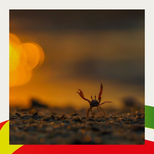 Capturing nature’s funny moments  千奇百趣的自然生態  Go! A Buddhist crab moves at full speed in the twilight.  小角蟹攀山越嶺，步向光明🦀  Photo credit相片提供: @afcdgovhk  Photography 攝影：WONG Suk Ying黃淑英  #hongkong #Brandhongkong #Asiasworldcity #AFCD #Nature #Photography #wildlife #discoverhongkong #香港 #香港品牌 #亞洲國際都會 #自然 #攝影 #生態 #自然生物