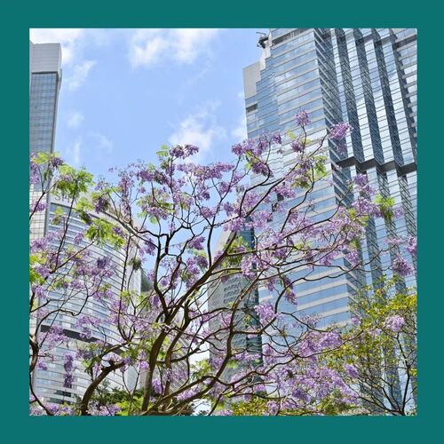 Discover 4 Secret Gardens  4個鬧市中的秘密花園  A touch of romance amid the skyscrapers in Wan Chai! A Jacaranda tree in the CBD delights with clusters of fragrant purple panicle-shaped blooms.   藍花楹在灣仔商業區綻放，為身後的高樓大廈注入一絲夢幻氣息。  #hongkong #brandhongkong #asiasworldcity #flowers #香港 #香港品牌 #亞洲國際都會 #花