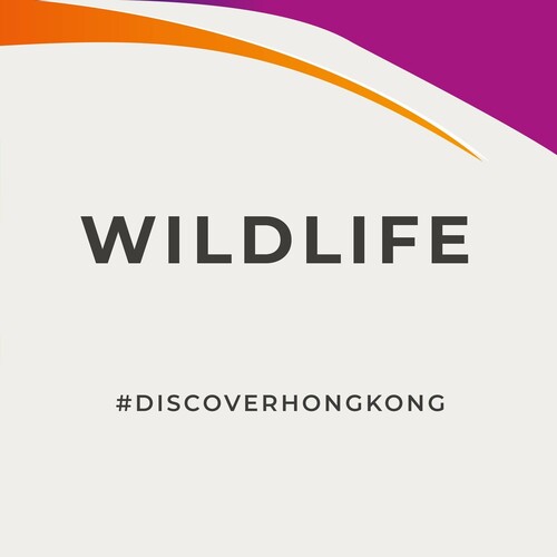 #hongkong #Brandhongkong #Asiasworldcity #AFCD #Nature #Photography #wildlife #discoverhongkong