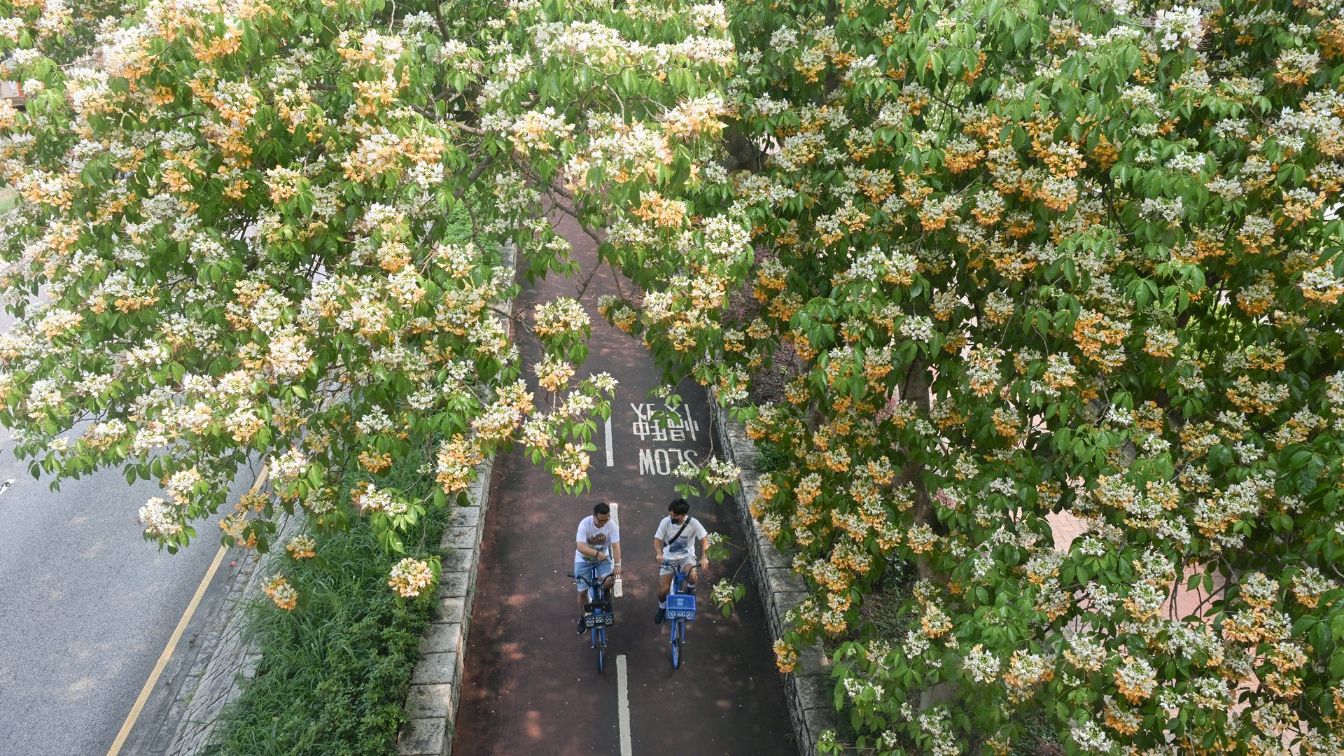 Spider trees in bloom (2026)